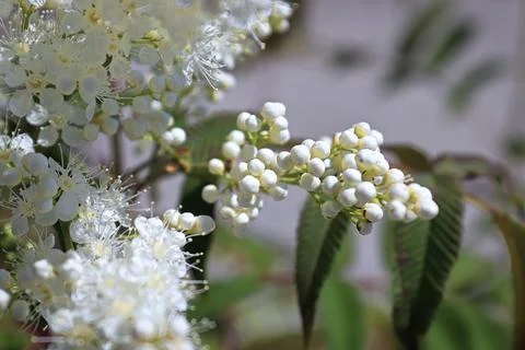 A branch of closed sem ash leaf spirea flowers Stock Photos