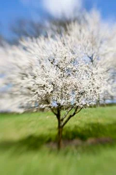 Branch cloud impression landscape spring tree in Foto stock