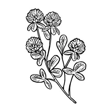 Branch of clover. Vector engraving vintage black illustration. Stock Illustration