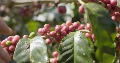 Branch of coffee beans plant Stock Footage 152446464