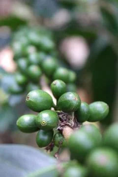 Branch of coffee cherries Stock Photos
