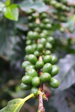 Branch of coffee cherries Stock Photos
