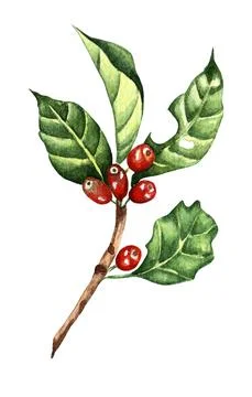 Branch of coffee Stock Illustration