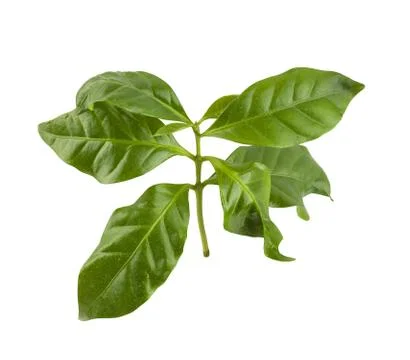 Branch of coffee Stock Photos