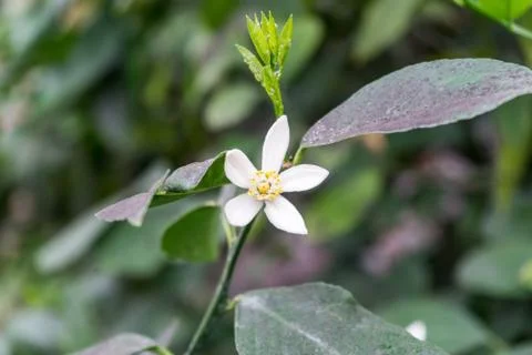 Branch of coffee tree with beautiful delicate white flower and young new gree Foto stock