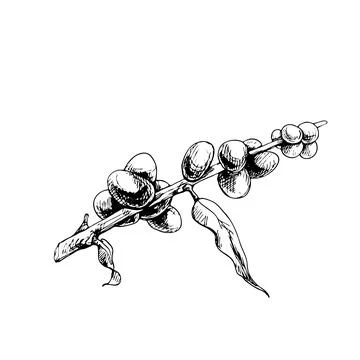 Branch of coffee tree with leaf and berry. Vintage vector hatching Stock Illustration