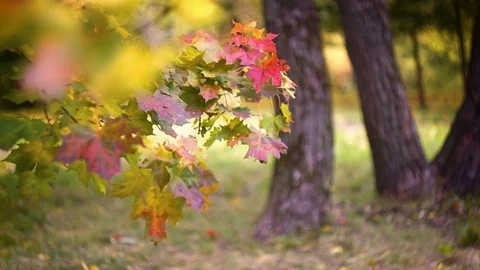 Branch with colorful maple leaves. Autumn landscape. October mood Stock Footage
