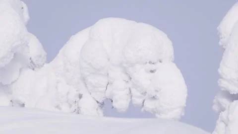 Branch is completely covered with thick layer of snow swaying in wind. Stock Footage 150169127