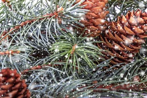 Branch with cone with falling snow Stock Photos