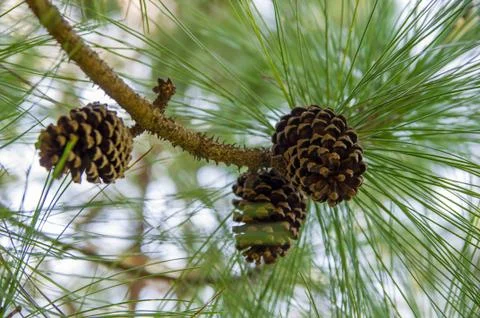 Branch with cones. Stock Photos