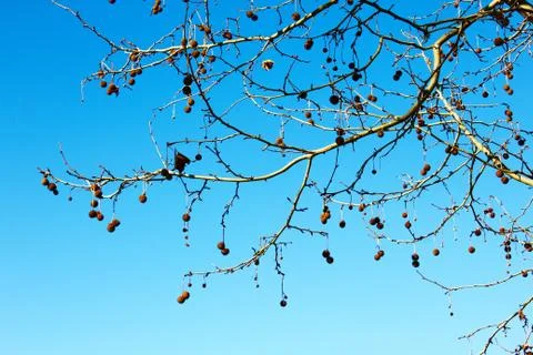 Branch with cones Stock Photos