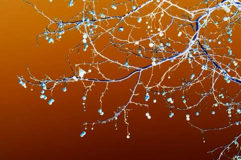 Branch with cones Stock Photos