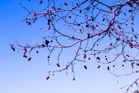 Branch with cones Stock Photos