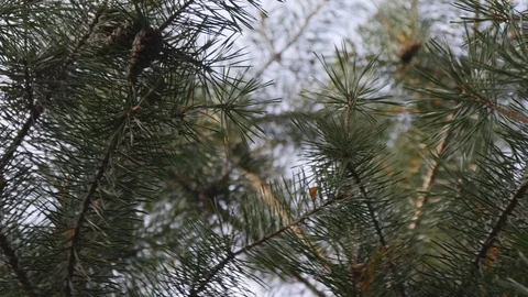 Branch With Cones Of Pine In Autumn Forest Stock Footage 117804102
