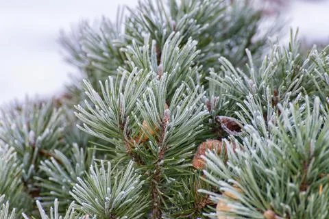 Branch of a conifer Stock Photos