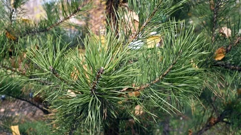 A branch of a conifer tree sways in the wind Stock Footage