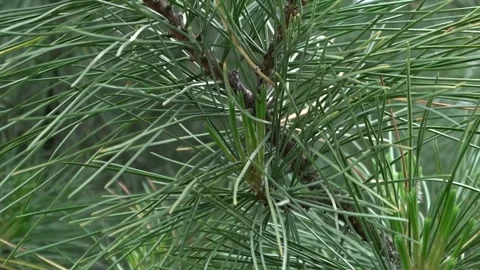 A branch of a coniferous fir tree Stock Footage 277076604
