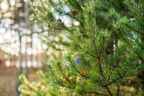 Branch coniferous plants in drops of rain Stock Photos