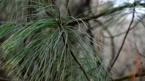 Branch of coniferous tree Bhutan Pine Pinus wallichiana in gentle wind Stock Footage 104677653