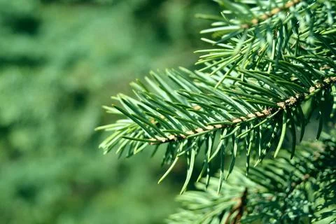 Branch of coniferous tree on blurred background Stock Photos