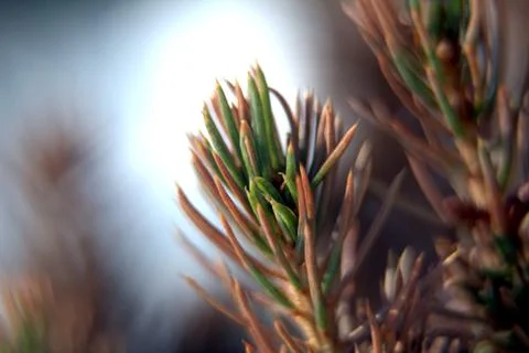 A branch of a coniferous tree close-up, macro Stock Photos