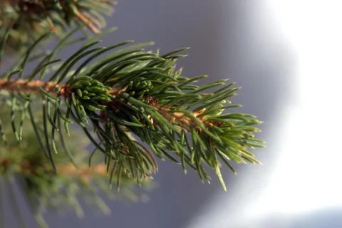 A branch of a coniferous tree close-up, macro Stock Photos