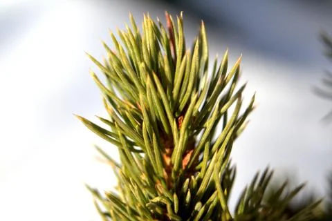 A branch of a coniferous tree close-up, macro Stock Photos
