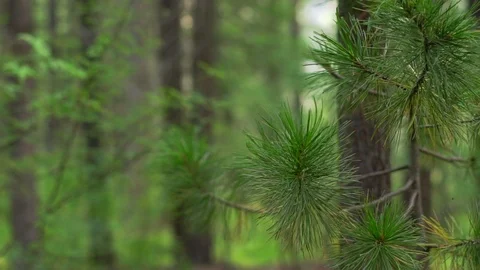 A branch of a coniferous tree closeup Stockbeeldmateriaal 120058219