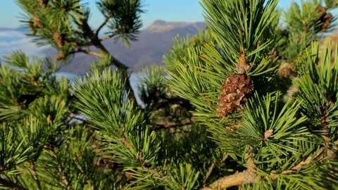Branch of a coniferous tree with a cone sways in the wind Video stock 169837970