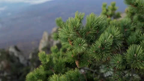 Branch of a coniferous tree with a cone sways in the wind with mountain at back Video stock 170007542