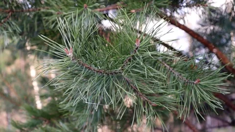 A branch of a coniferous tree Stock Footage 156736502