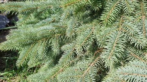 A branch of a coniferous tree in the forest, close-up Stock Footage 157182138