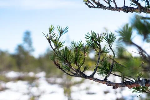 Branch of coniferous tree with green needles Stock Photos
