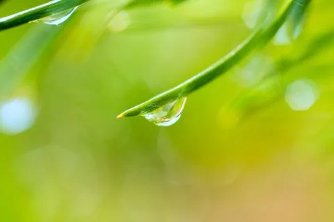 Branch of a coniferous tree macro Stock Photos