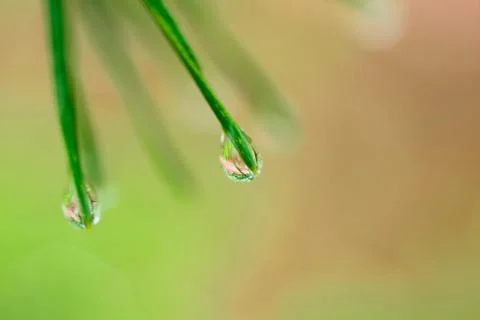Branch of a coniferous tree macro Stock Photos