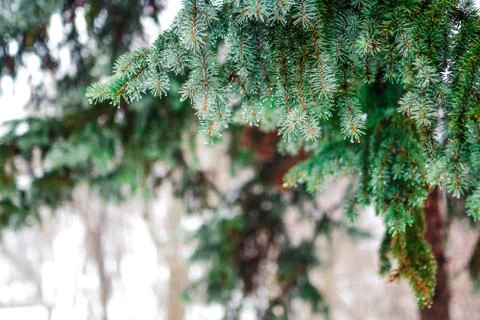 Branch of a coniferous tree macro Stock Photos