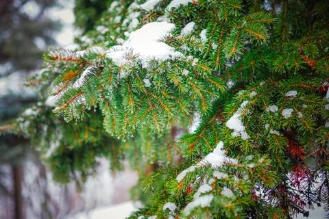 Branch of a coniferous tree macro Stock Photos