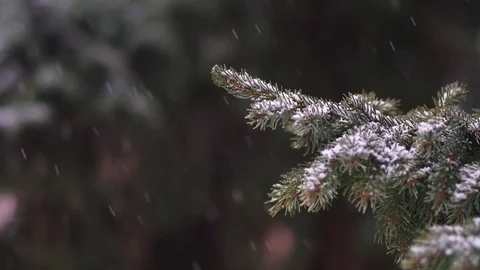 Branch of coniferous tree moving in wind. Snow falling in forest. Stock Footage 104587434