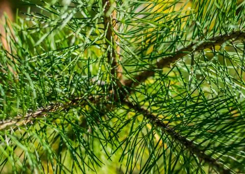 Branch coniferous tree. Foto stock
