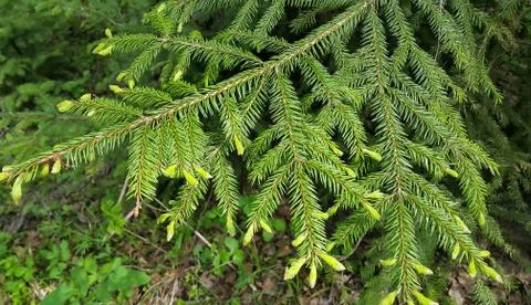 Branch of coniferous tree Foto stock