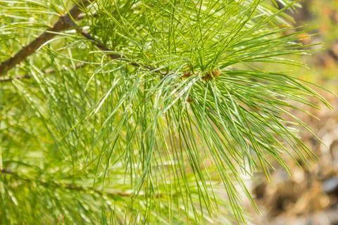 A branch of a coniferous tree. Stock Photos