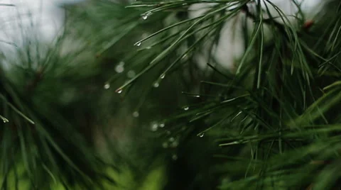 Branch of a coniferous tree with raindrops Video stock 49787531