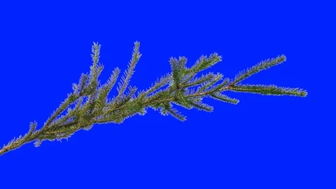 A branch of a coniferous tree sways in the wind Stock Footage 93886899