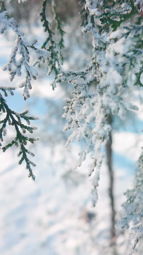 Branch of coniferous tree (Thuja) covered with hoarfrost on sunny winter day, Stock Footage 336002867