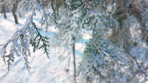 Branch of coniferous tree (Thuja) covered with hoarfrost on sunny winter day, Stock Footage 341279373