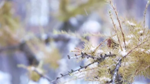 Branch of a coniferous tree in winter Vídeos de archivo 82966781
