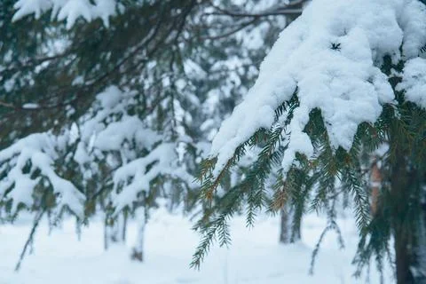 A branch of a coniferous tree in a winter forest. Stock Photos