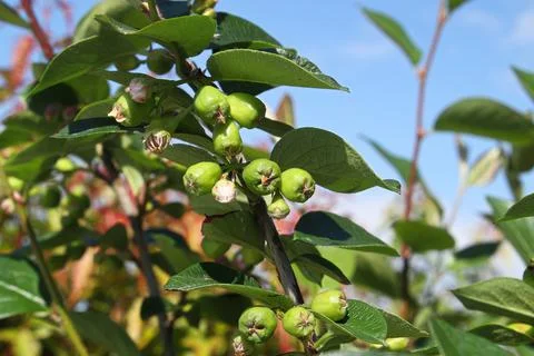 A branch of cotoneaster berries in the spring against the sky Stock Photos