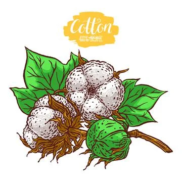Branch of cotton Ilustración de archivo