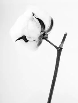 Branch of cotton Stock-Fotos